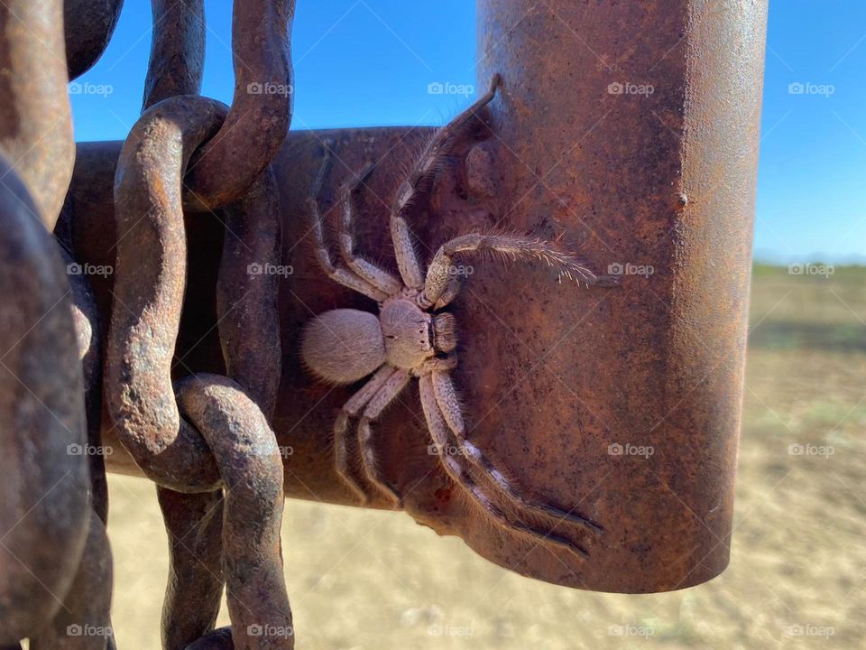 Gigantic scary huntsmen Spider on farm gate 