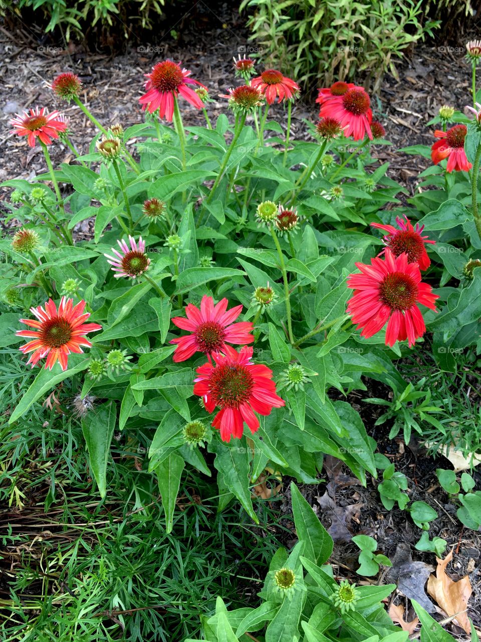 Red cone flower in the garden after recent rain