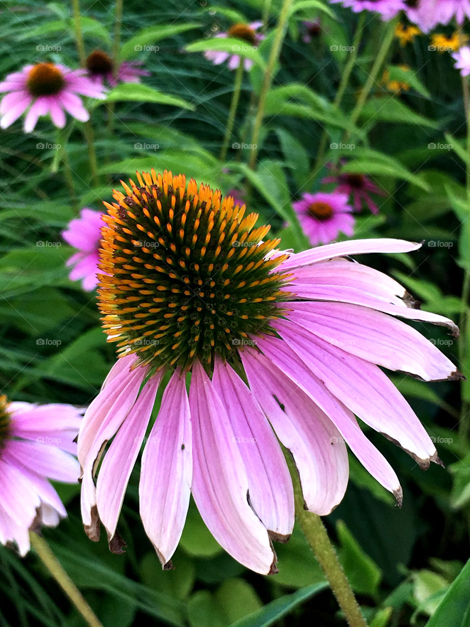 Close-up of a weathered flower
