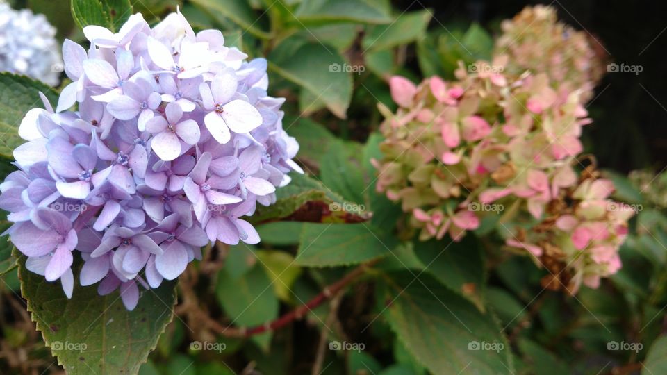 Flores em cores suaves; lilas...