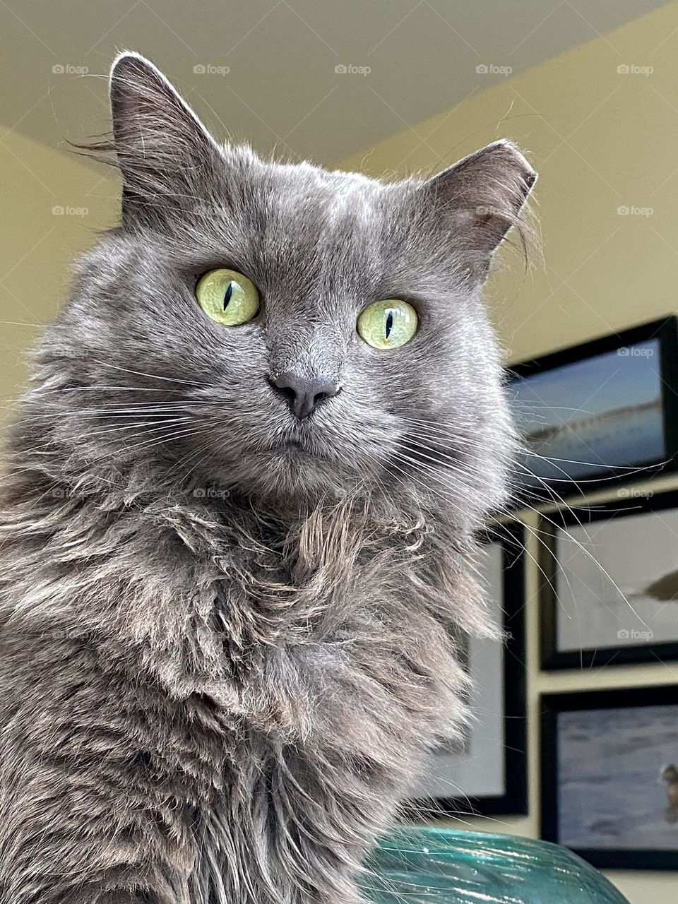 A fluffy grey cat