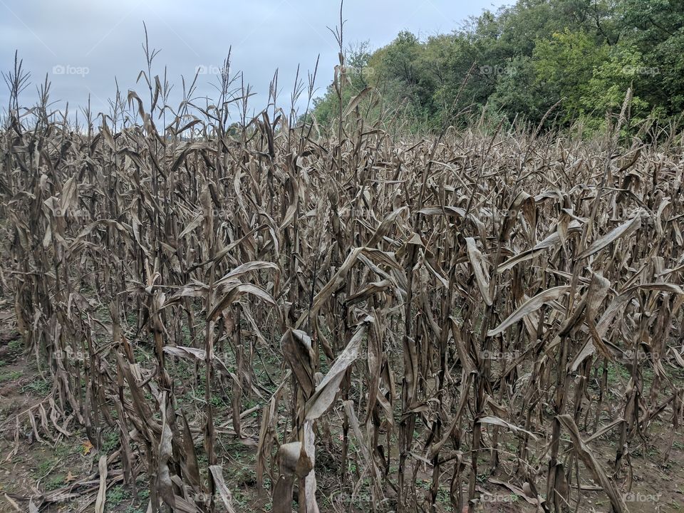 corn field