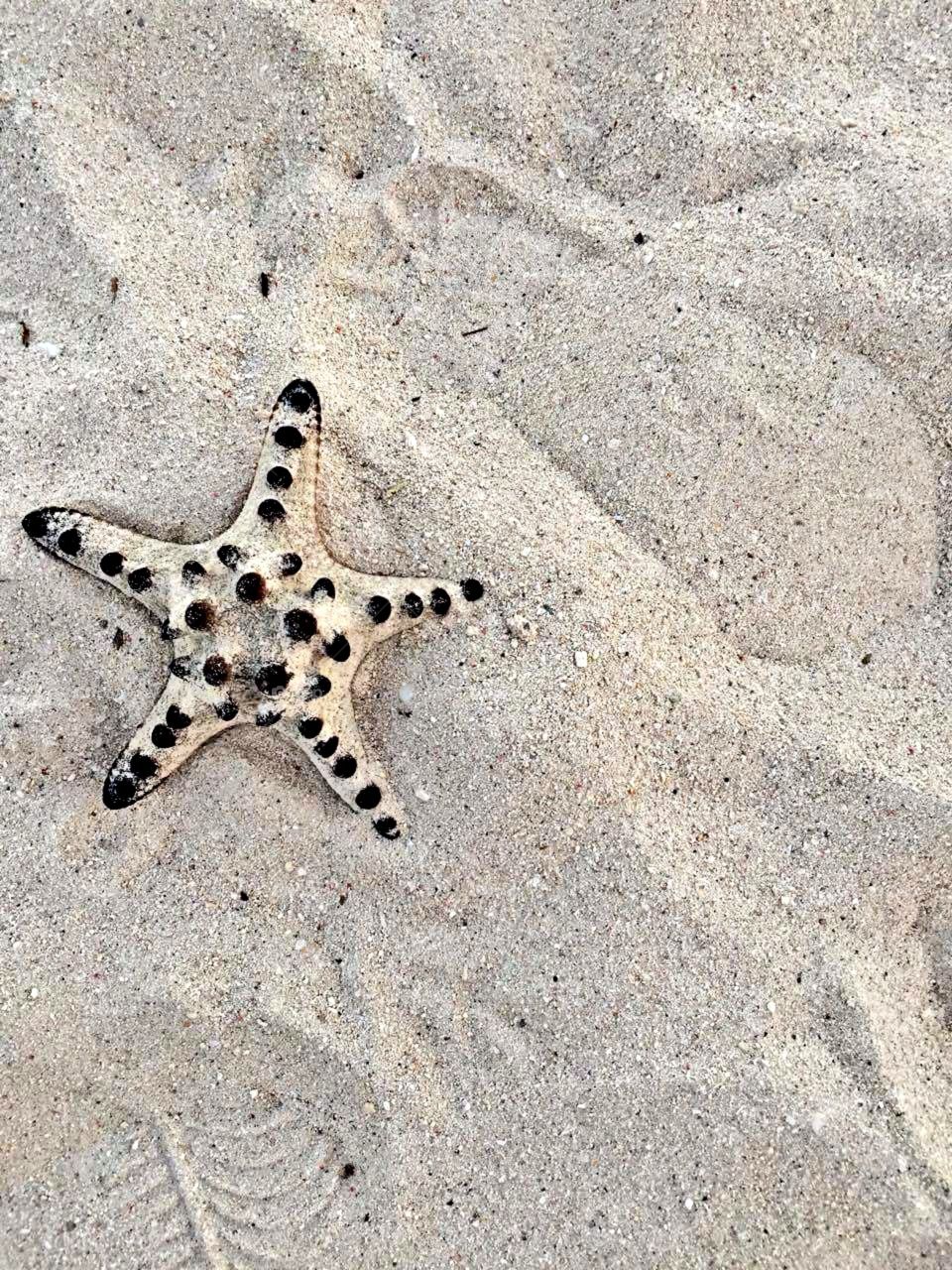 Starfish on the seashore! so beautiful! 😍