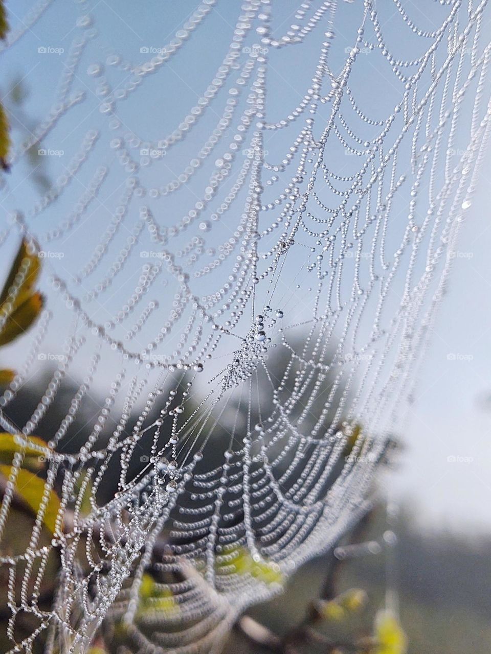 Water droplets on the spider web