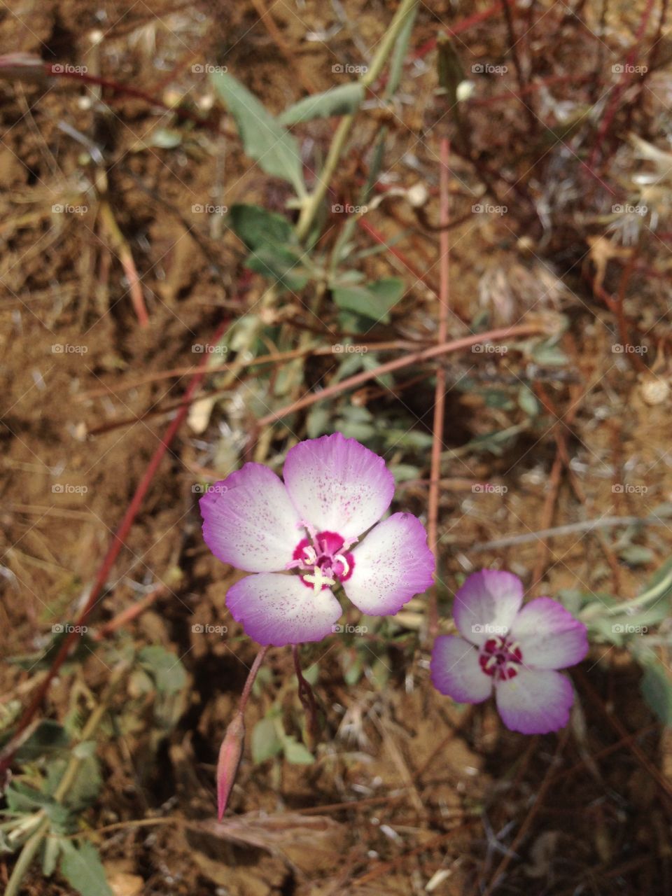 Clarkia 