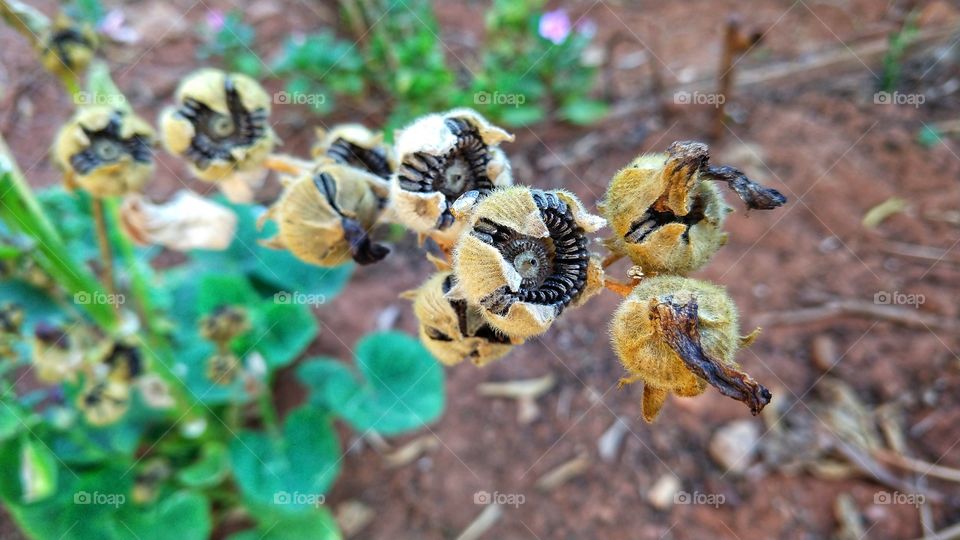 Flores, folhas, caules e sementes.