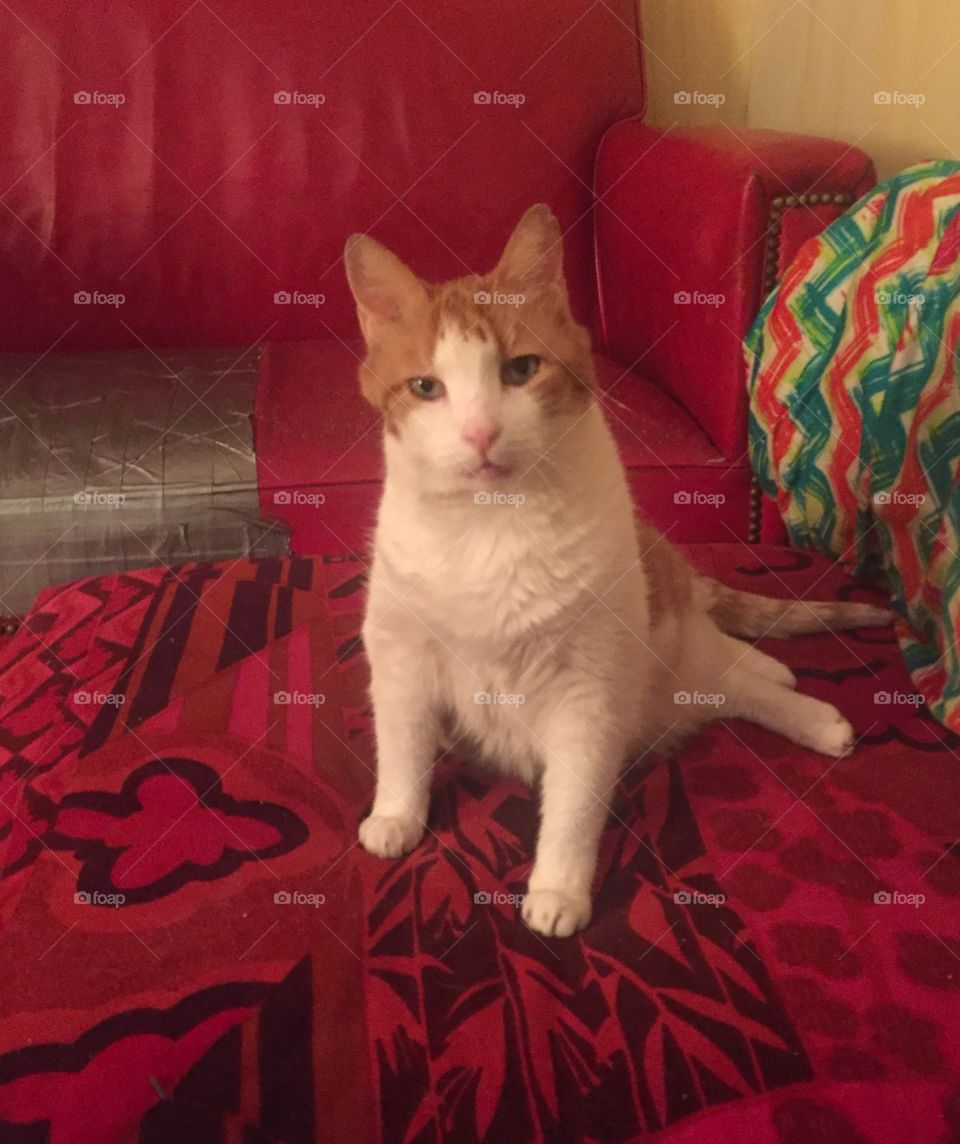 My cat is a super model