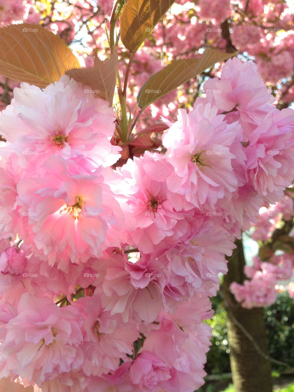 Pink cherry blossom in spring.