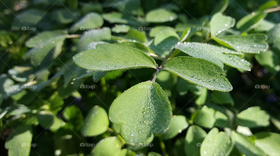 Dew drops