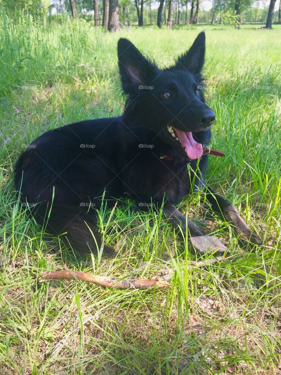 Smiling dog on the grass