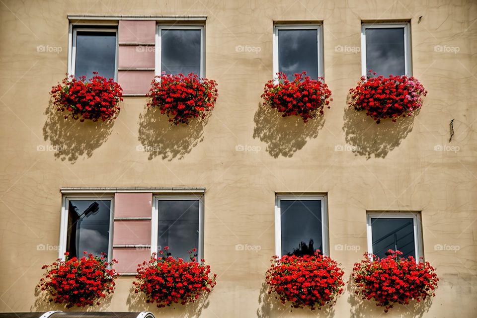Flowers on windows of building