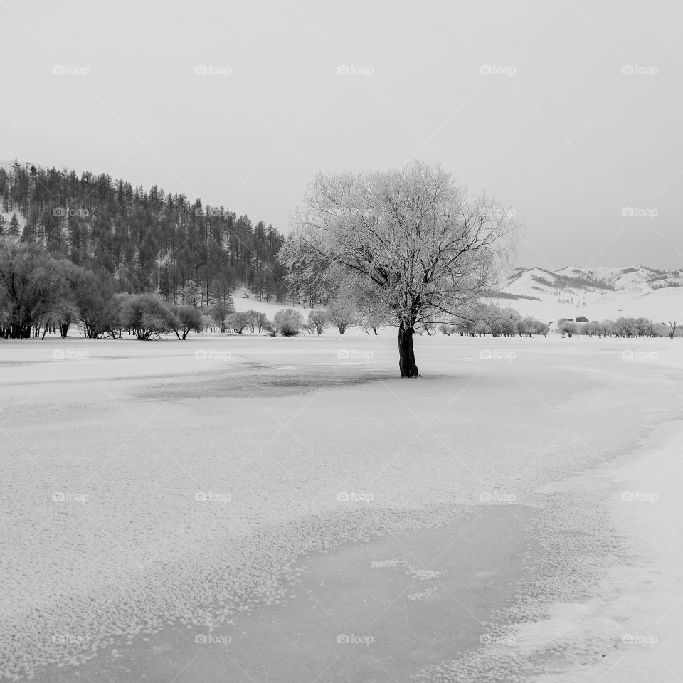 Mongolian Winter