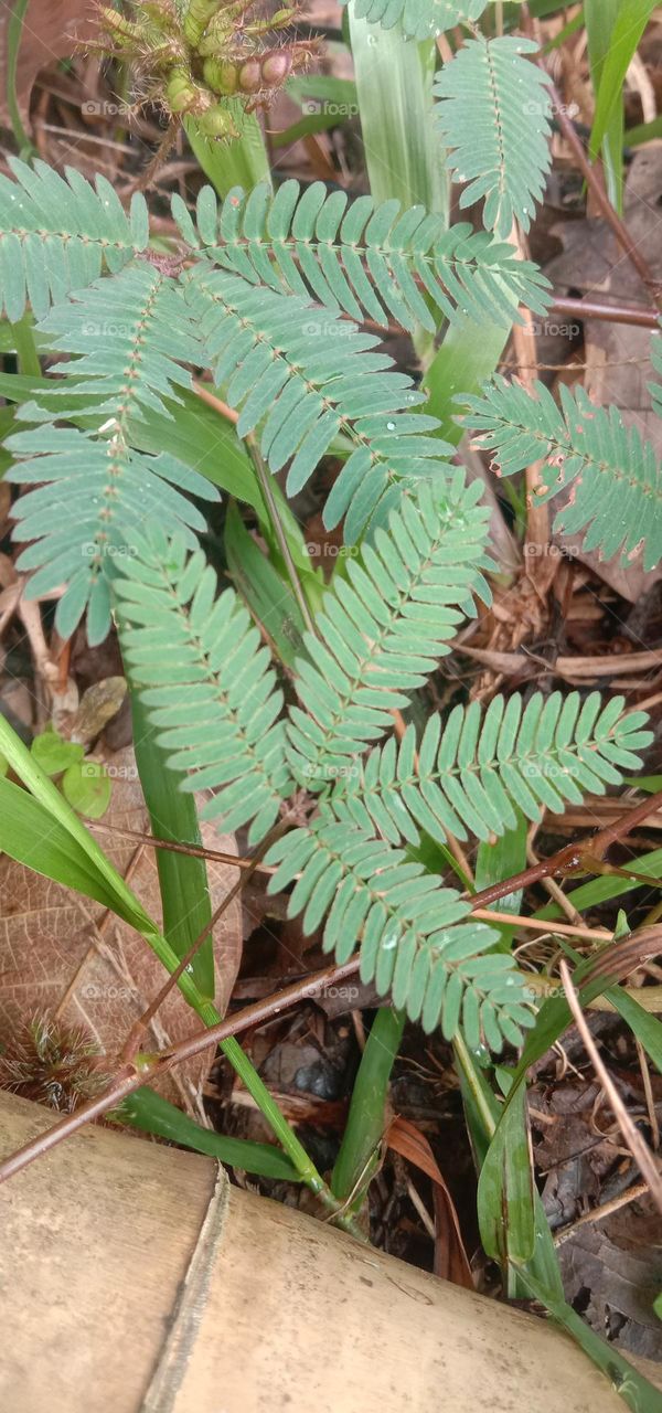 Shy tree ।লজ্জাপতি গাছ