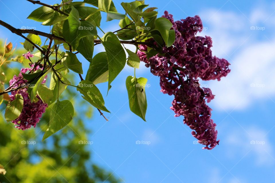 Syrener till studenten