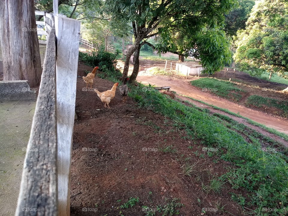 Fence and chicken. Escola rural.