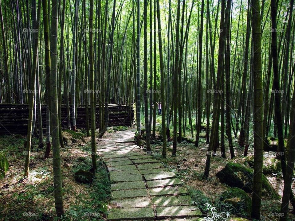 Bamboo forest