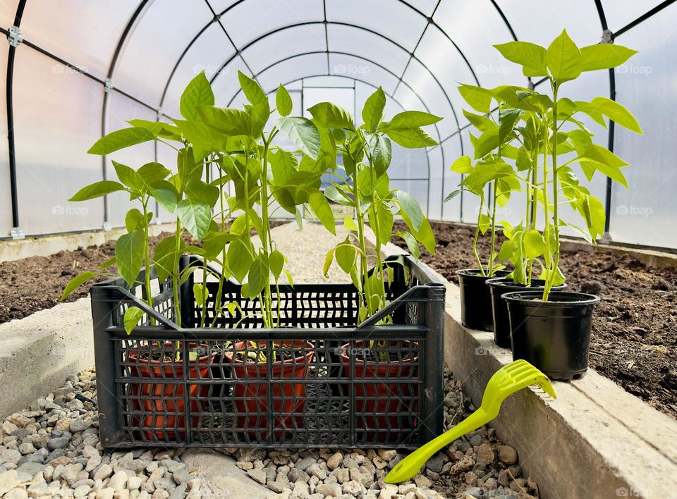 pepper seedlings in a greenhouse