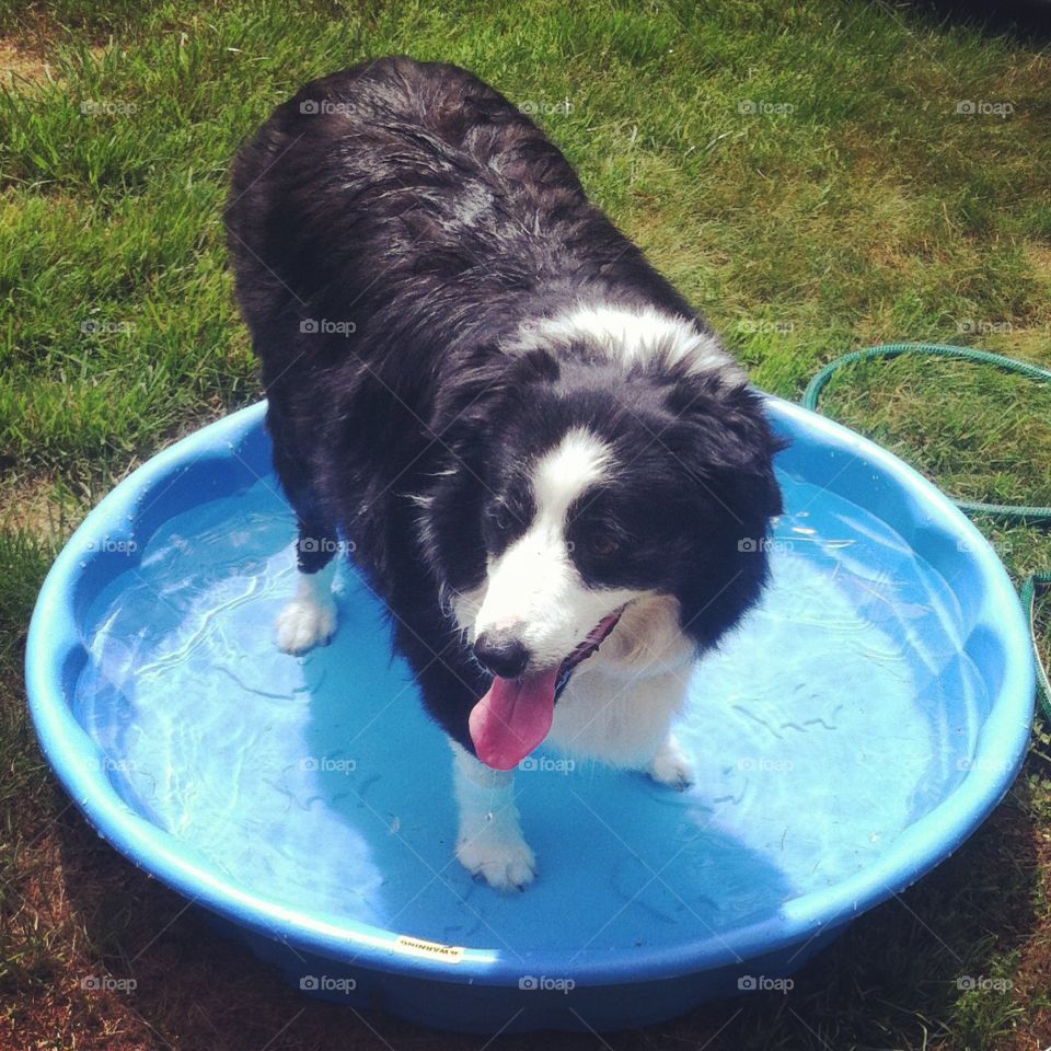 Border collies are the best