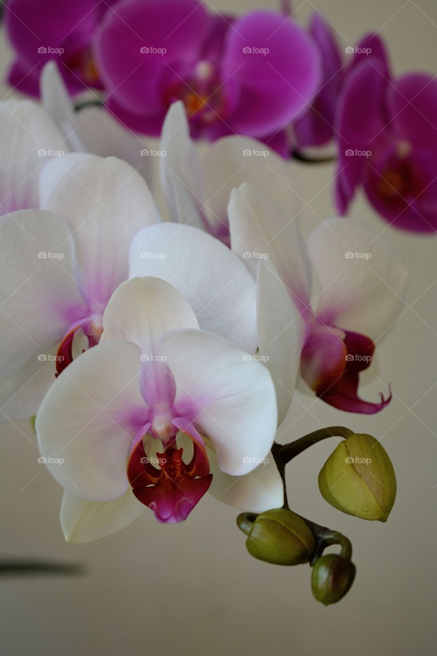 orchid flowers house plants beautiful decorative