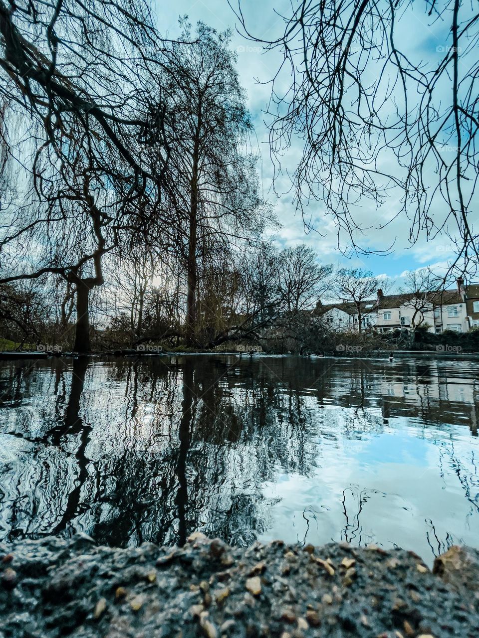 Reflections of trees and sky on calm pond water 