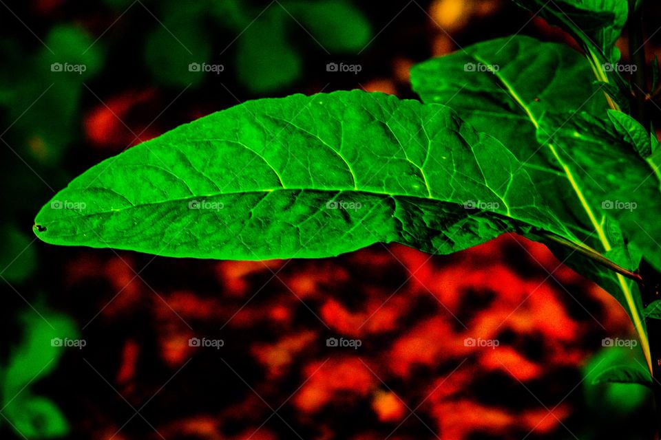 fire leaf