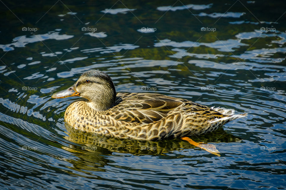 Based on what I found online, this appears to be named a Mallard Duck. I took this picture in the White Mountains of New Hampshire. 