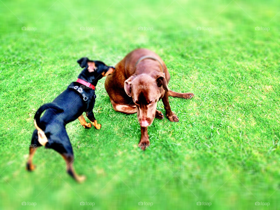 dog park friends lab by dustinrogers