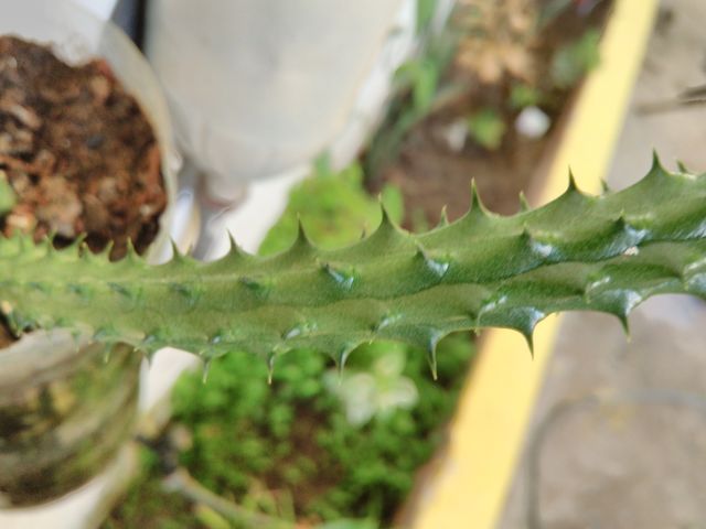 cactos.