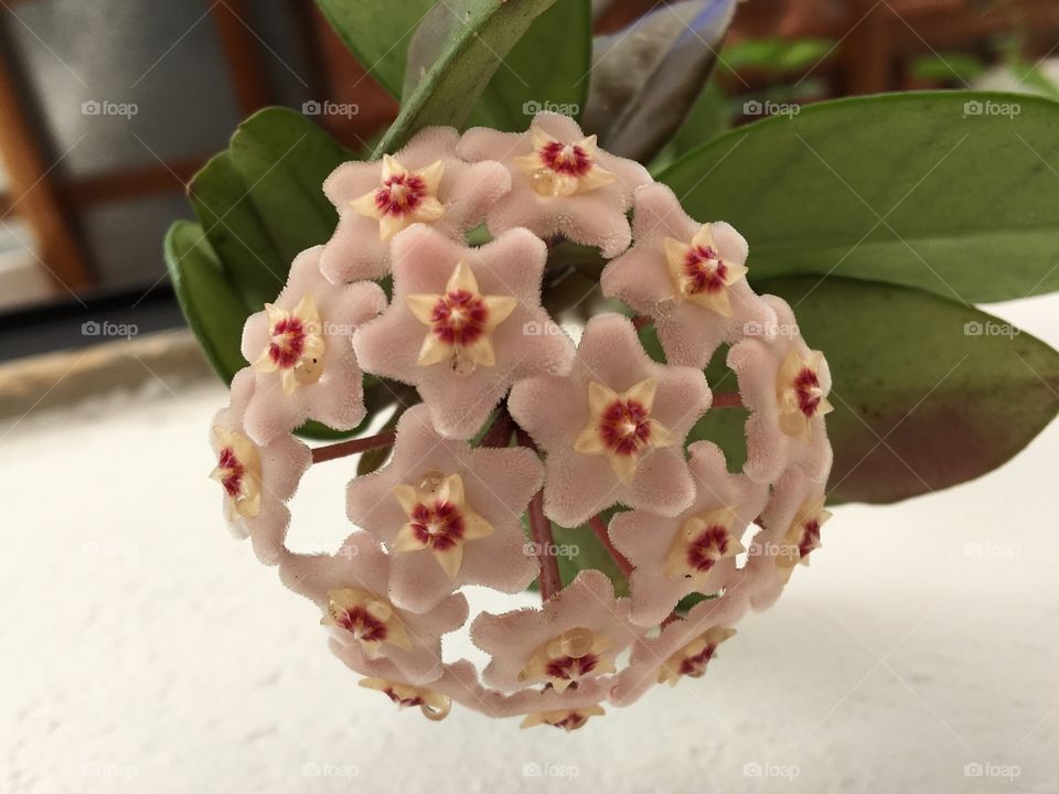 Flor de Cera / Hoya