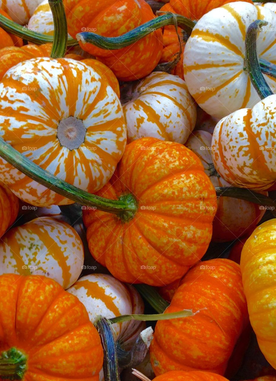 Colorful Pumpkins. Mixture of colorful gourds.