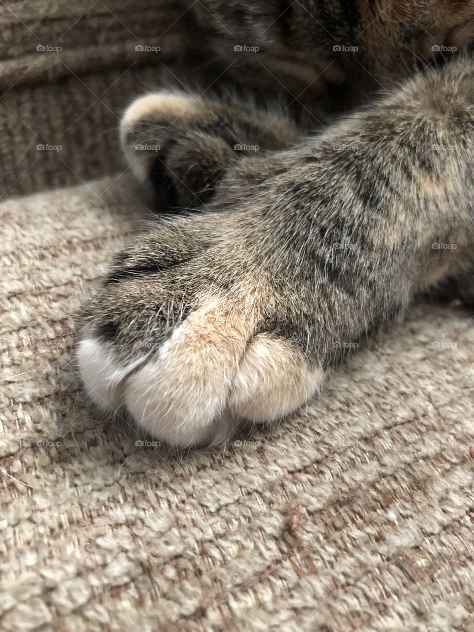 Cat paw cat toes tabby 