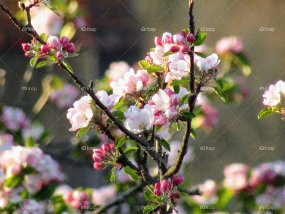 pretty pink apple blossom