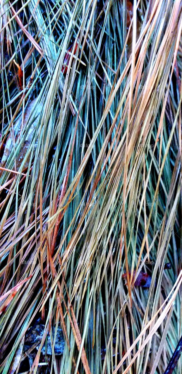 pine frond leaf reds greens brown orange