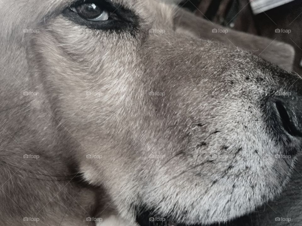 Skeptical Hound Dog