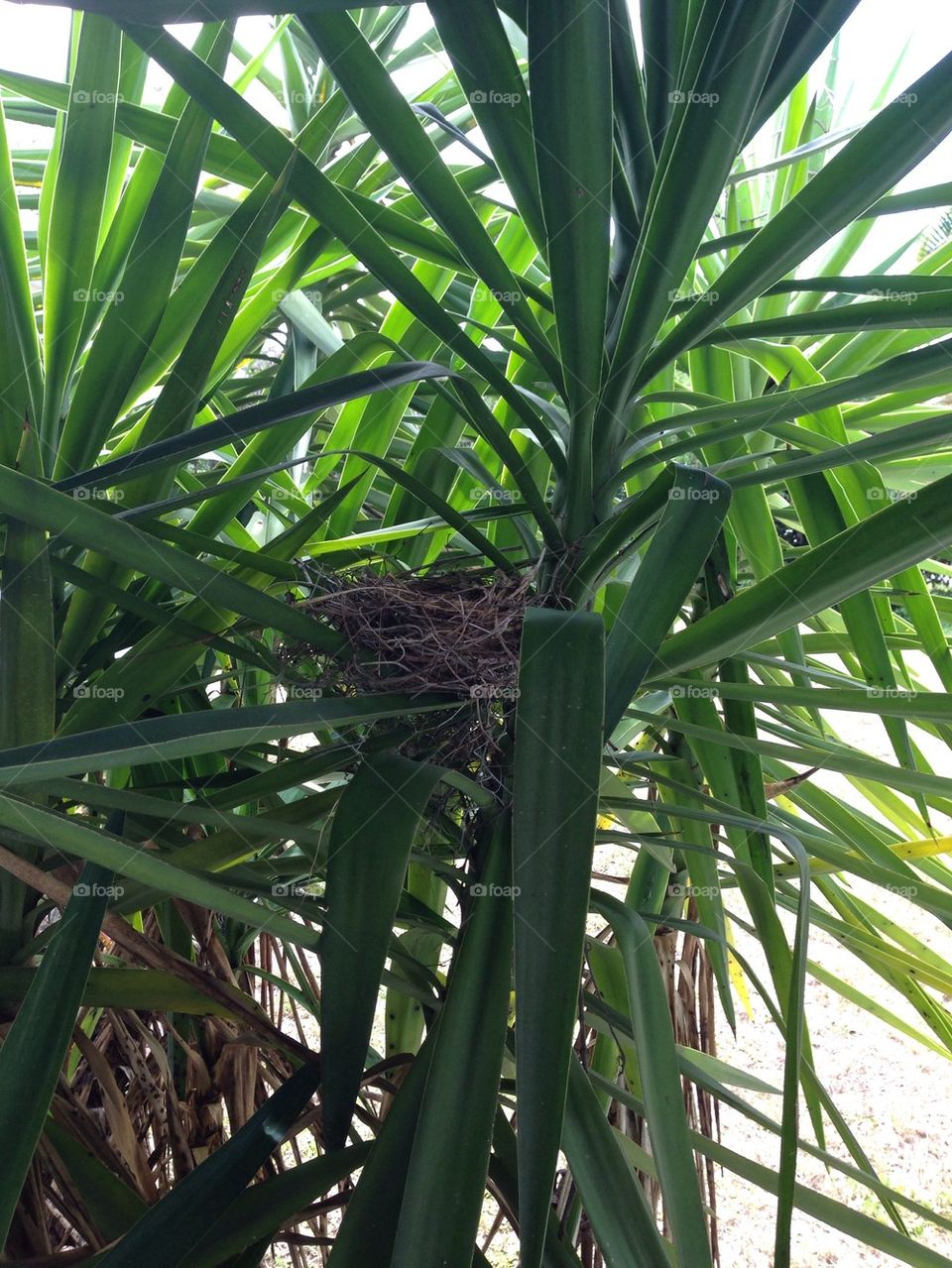 Nest