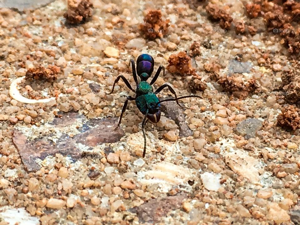 Worker working ant with biting pincers closeup 