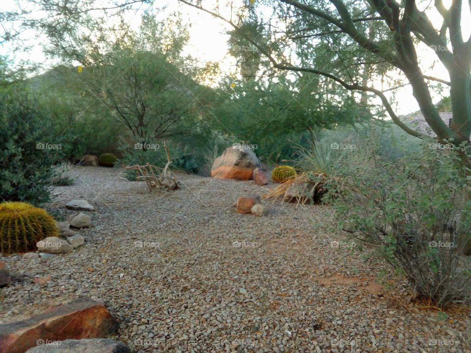 Desert landscape in Paradise Valley Arizona.