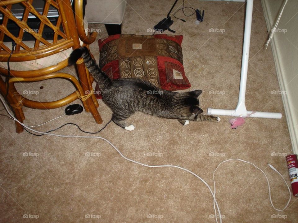 Cat Playing