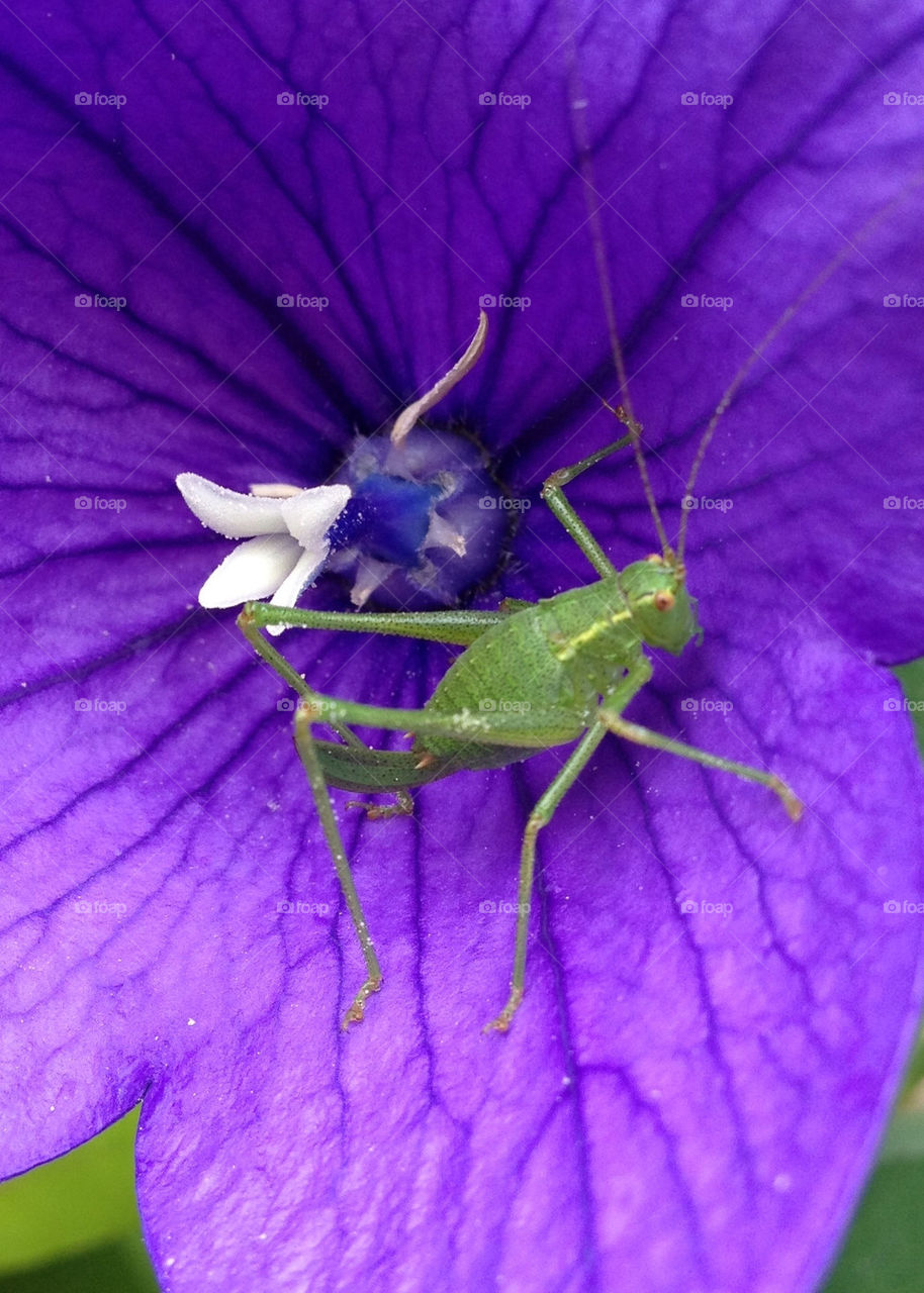 pollen nature flower macro by numptyboy