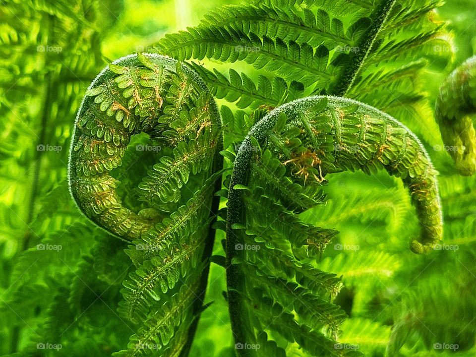 Ferns in bloom are realy art