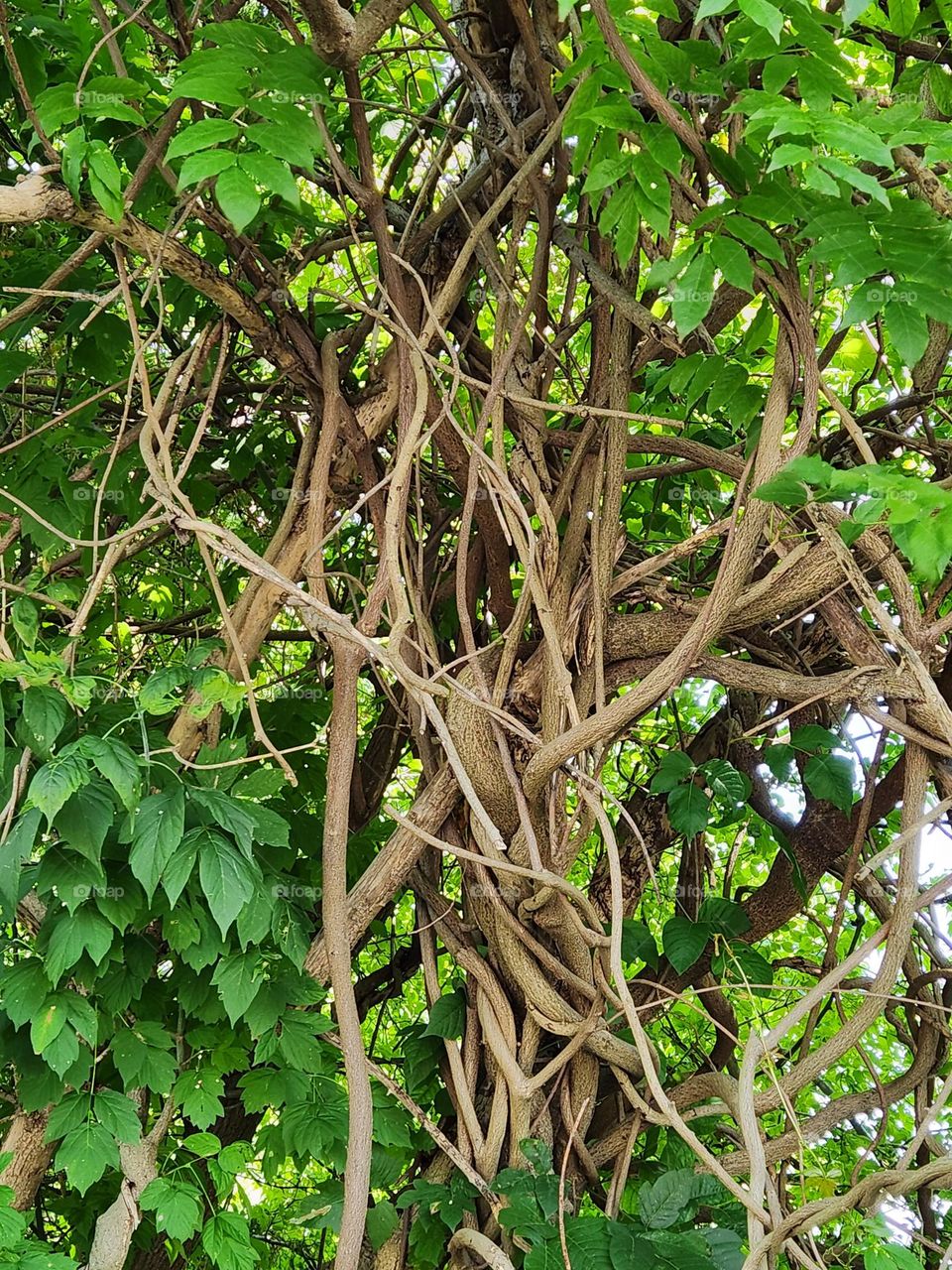 tangled vines