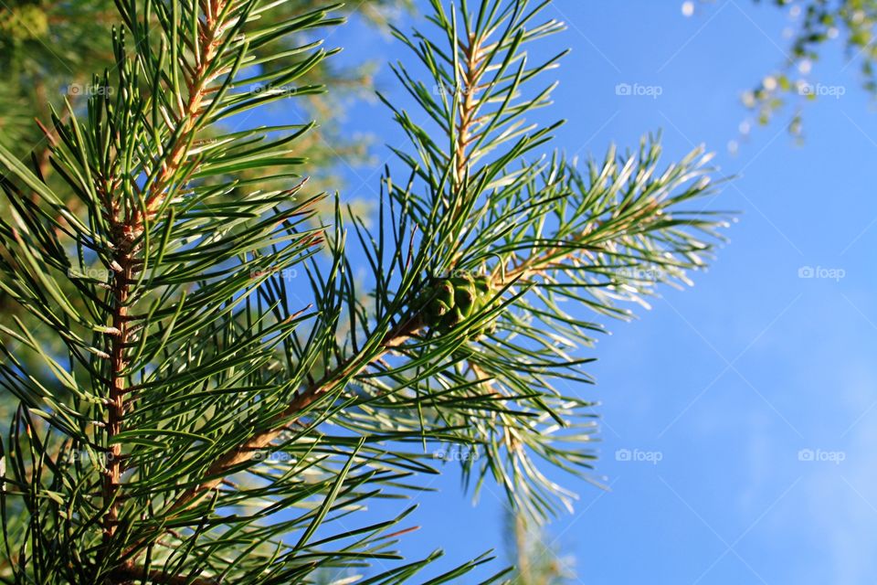 Pine branches