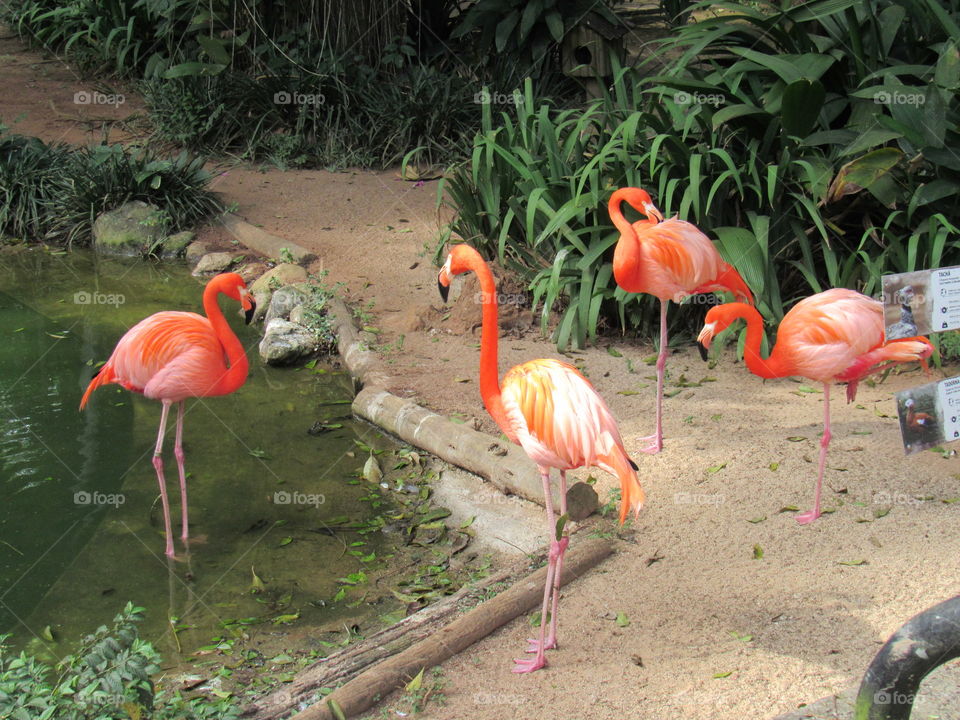 Zoológico SP