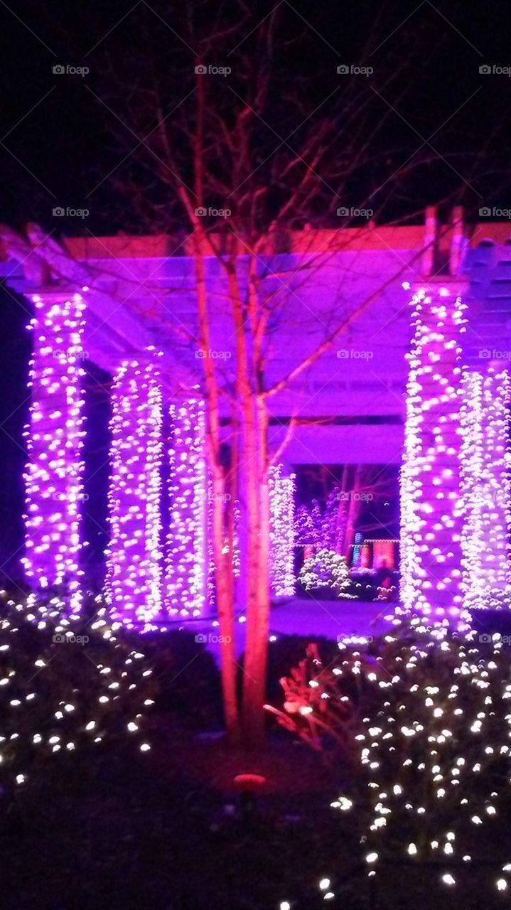 Lights at Botanical Gardens