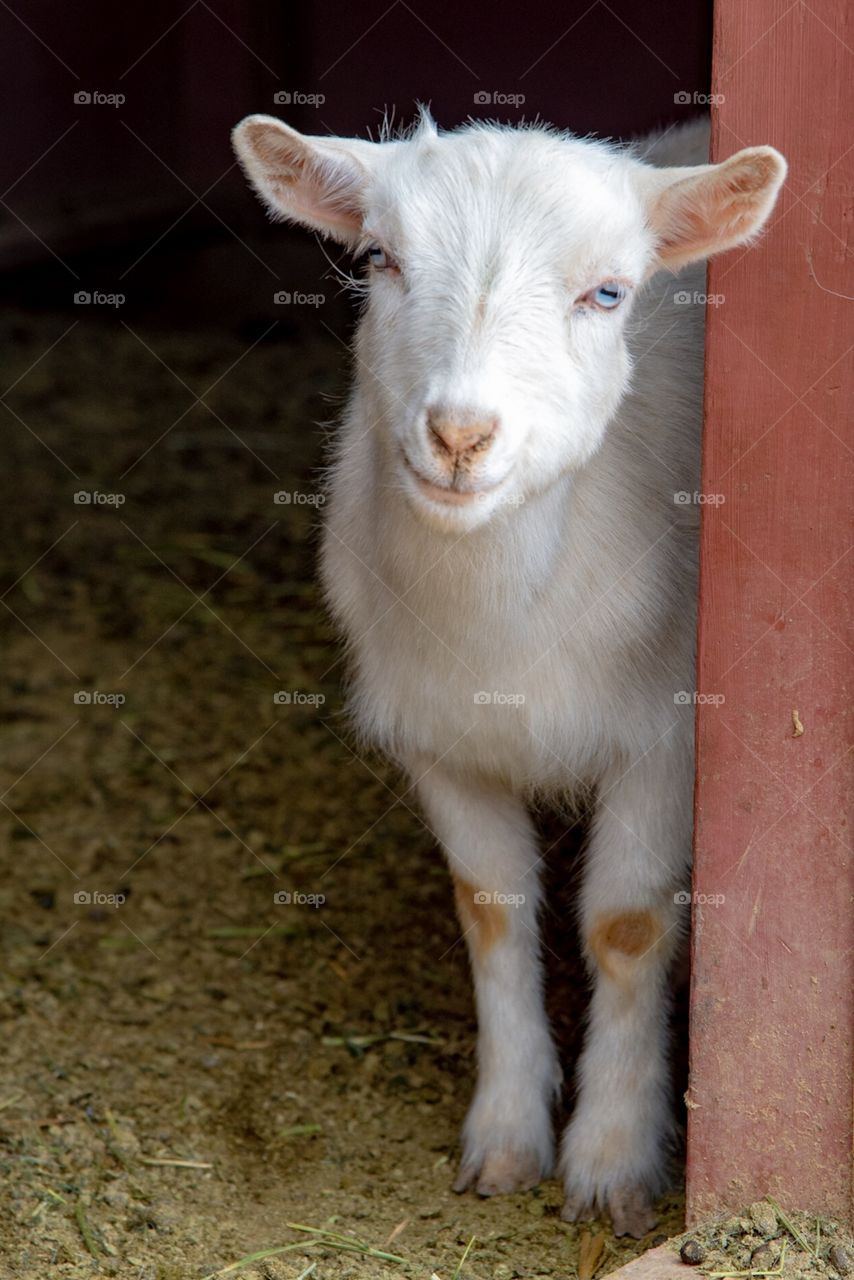 White goat with blues eyes and slight smile being shy at the barn door. 