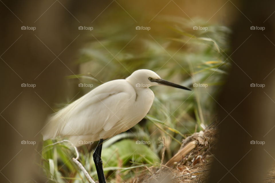 Gaceta común-Common Gazette