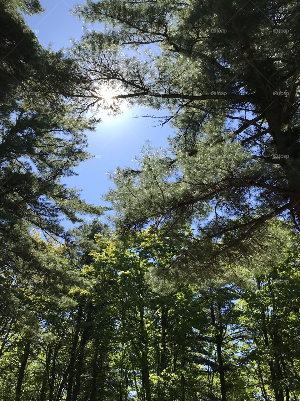 Sun shining through trees