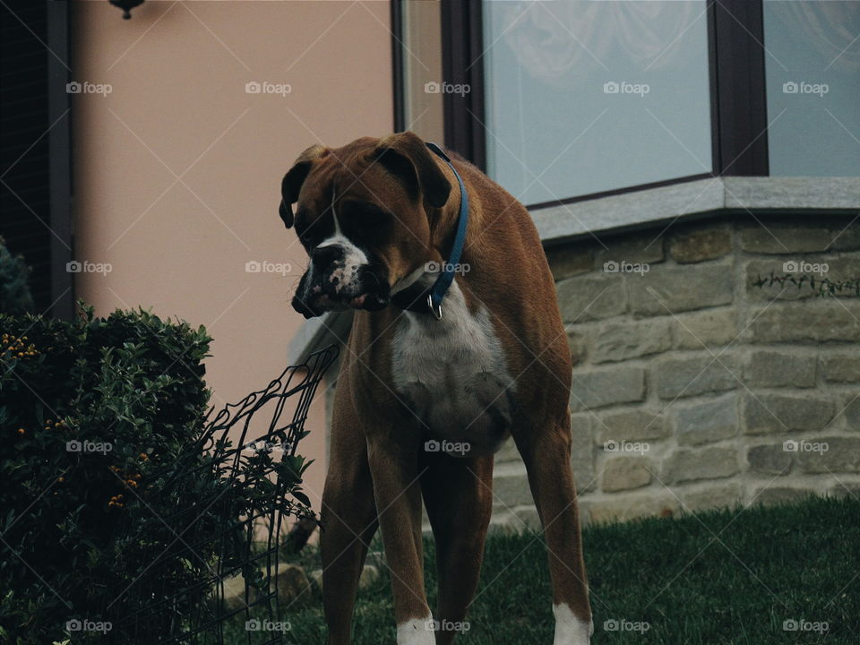 Boxer dog. Dog guard