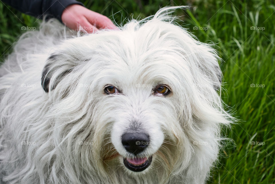 White dog eyes