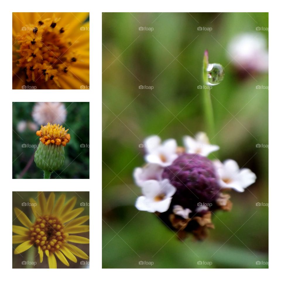 Wild flowers collage